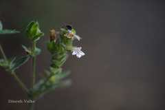 Lepidagathis fasciculata
